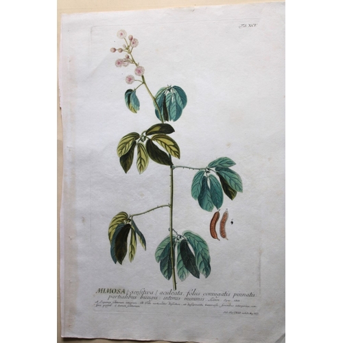 8433 - Ehret & Trew - Mimosa from Plantae Selectae 1750.

This beautiful print of the Mimosa was drawn by G... 