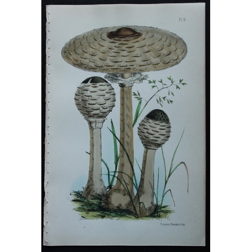 8435 - Charles Badham - 2 prints of edible mushrooms 1850.

These original antique prints are from A Treati... 