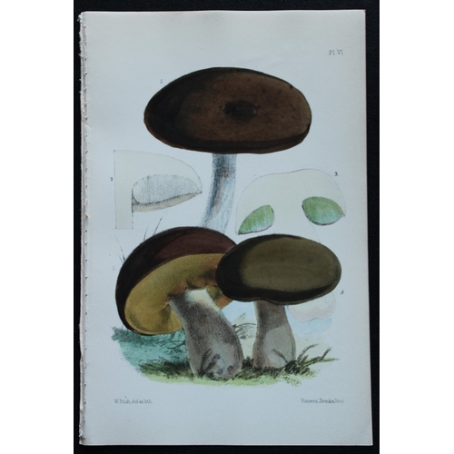 8436 - Charles Badham - 2 prints of edible mushrooms 1850.

These original antique prints are from A Treati... 