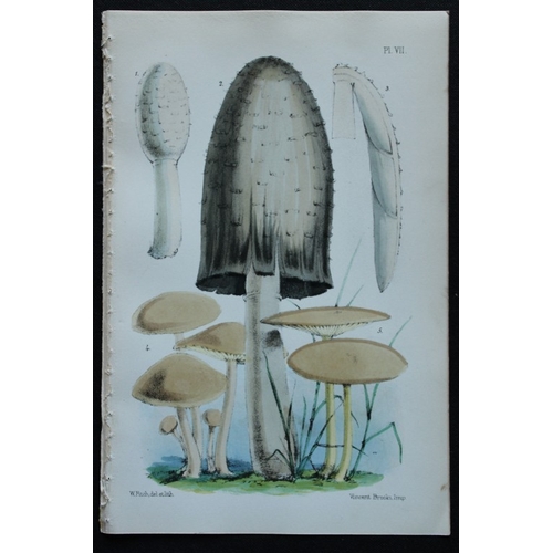 8437 - Charles Badham - 2 prints of edible mushrooms 1850.

These original antique prints are from A Treati... 