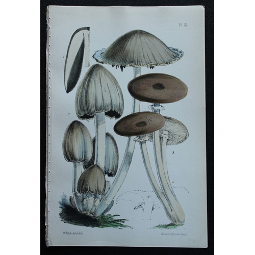 8438 - Charles Badham - 2 prints of edible mushrooms 1850.

These original antique prints are from A Treati... 