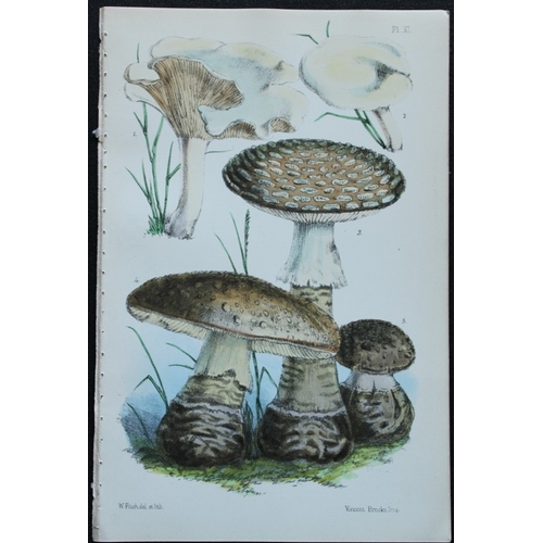 8439 - Charles Badham - 2 prints of edible mushrooms 1850.

These original antique prints are from A Treati... 