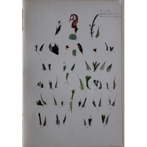 8440 - FE Tripp - 16 coloured prints of British mosses 1888.

These antique prints are from British Mosses,... 