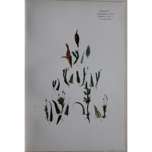 8440 - FE Tripp - 16 coloured prints of British mosses 1888.

These antique prints are from British Mosses,... 