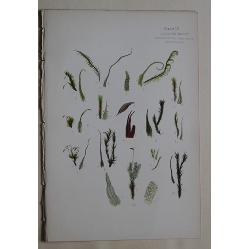 8440 - FE Tripp - 16 coloured prints of British mosses 1888.

These antique prints are from British Mosses,... 