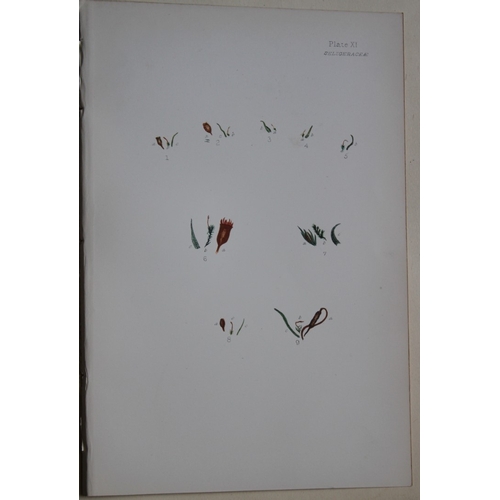 8440 - FE Tripp - 16 coloured prints of British mosses 1888.

These antique prints are from British Mosses,... 