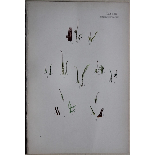 8440 - FE Tripp - 16 coloured prints of British mosses 1888.

These antique prints are from British Mosses,... 