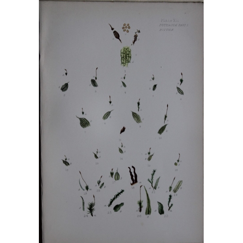 8440 - FE Tripp - 16 coloured prints of British mosses 1888.

These antique prints are from British Mosses,... 