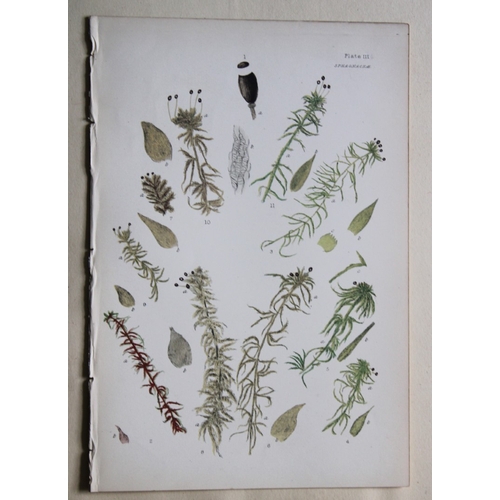 8440 - FE Tripp - 16 coloured prints of British mosses 1888.

These antique prints are from British Mosses,... 