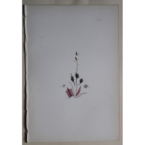 8440 - FE Tripp - 16 coloured prints of British mosses 1888.

These antique prints are from British Mosses,... 