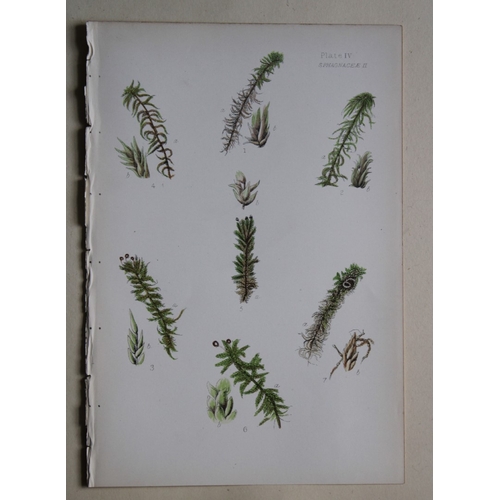 8440 - FE Tripp - 16 coloured prints of British mosses 1888.

These antique prints are from British Mosses,... 