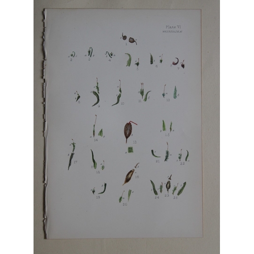 8440 - FE Tripp - 16 coloured prints of British mosses 1888.

These antique prints are from British Mosses,... 