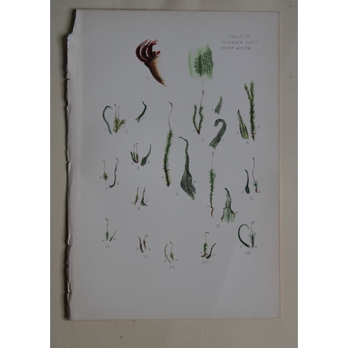 8440 - FE Tripp - 16 coloured prints of British mosses 1888.

These antique prints are from British Mosses,... 