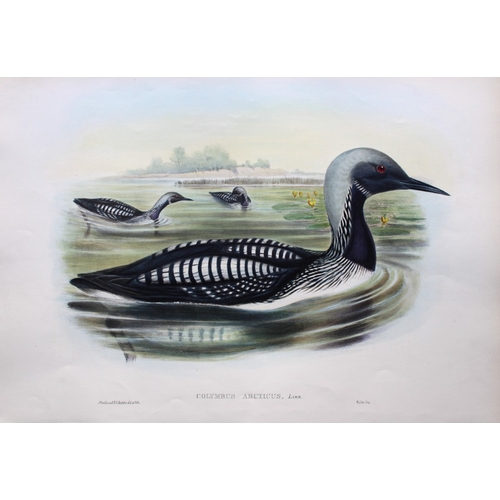 8008 - John Gould - Original lithograph of Black-throated Diver 1862-73.

This original lithograph of the B... 