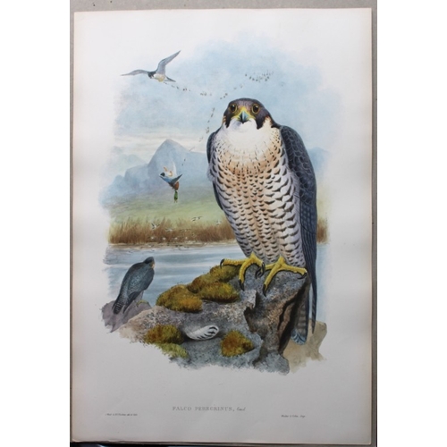 8019 - John Gould - Original lithograph of Peregrine Falcon 1862-73.

This original lithograph of the Pereg... 