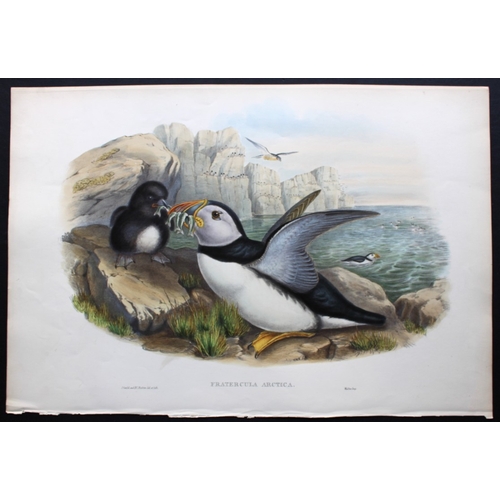 8031 - John Gould - Original lithograph of Puffin or Sea Parrot 1862-73.

This original lithograph of the P... 