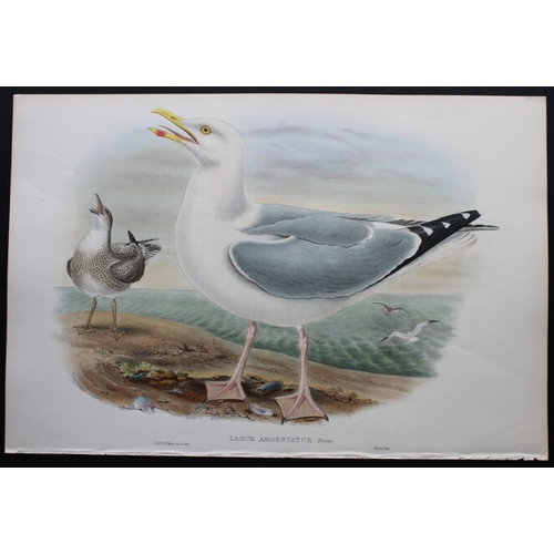 8032 - John Gould - Original lithograph of Herring Gull 1862-73.

This original lithograph of the Herring G... 