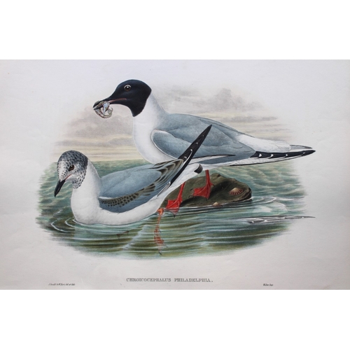 8036 - John Gould - Original lithograph of Bonaparte's Gull 1862-73.

This original lithograph of Bonaparte... 