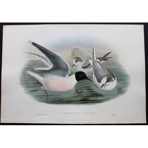 8037 - John Gould - Original lithograph of Little Gull 1862-73.

This original lithograph of Little Gull (H... 