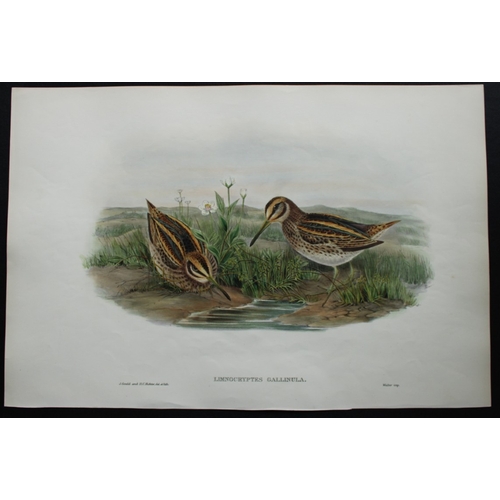 8045 - John Gould - Original lithograph of Jack Snipe 1862-73.

This original lithograph of the Jack Snipe ... 