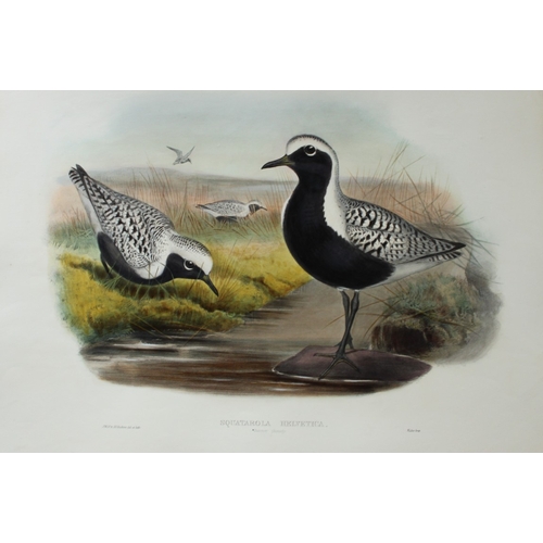 8051 - John Gould - Original lithograph of Grey Plover (Summer plumage) 1862-73.

This original lithograph ... 