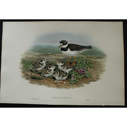 8053 - John Gould - Original lithograph of Ringed Plover  1862-73.

This original lithograph of the Ringed ... 