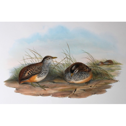 8063 - John Gould - Original lithograph of Barred Buttonquail 1849-83.

This original lithograph of the Fas... 