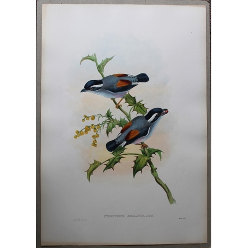 8066 - John Gould - Original lithograph of White-browed Shrike-babbler 1849-83.

This original lithograph o... 