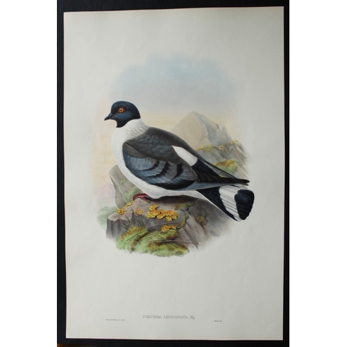 8071 - John Gould - Original lithograph of White-bellied Pigeon 1849-83.

This original lithograph of the W... 