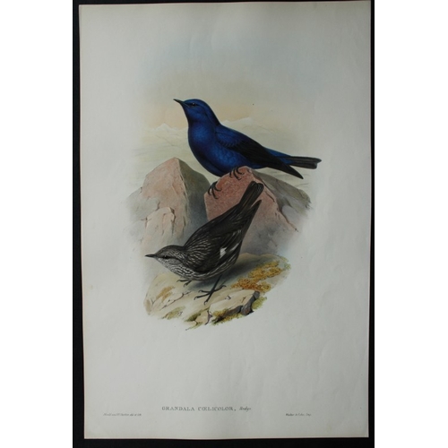 8072 - John Gould - Original lithograph of Celestial Grandala 1849-83.

This original lithograph of the Cel... 