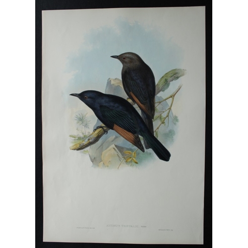 8073 - John Gould - Original lithograph of Tristram's Kingfisher 1849-83.

This original lithograph of  Tri... 