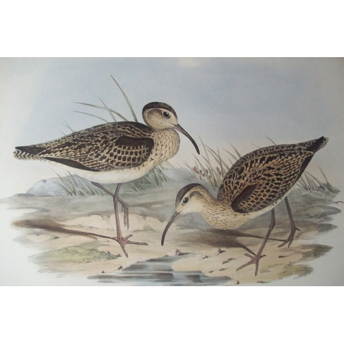 8075 - John Gould - Original lithograph of Little Whimbrel 1840-48.

This lithograph of the Little Whimbrel... 