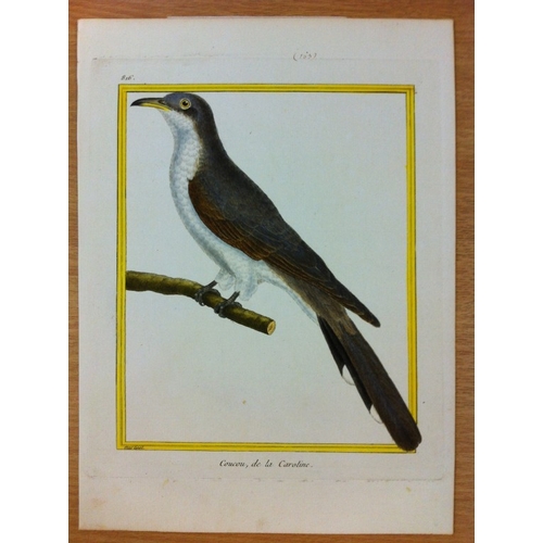 8110 - FN Martinet - 2 engravings of Mangrove and Carolina Cuckoos  1770.

This print is by Francois Nicola... 