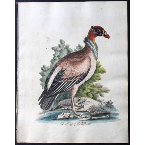 8113 - George Edwards - Engraving of King of the Vultures 1743.

This beautiful engraving is from A History... 