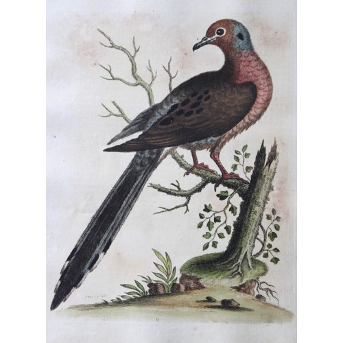 8114 - George Edwards - Engraving of Transverse striped or barred Dove 1743.

This beautiful engraving is f... 