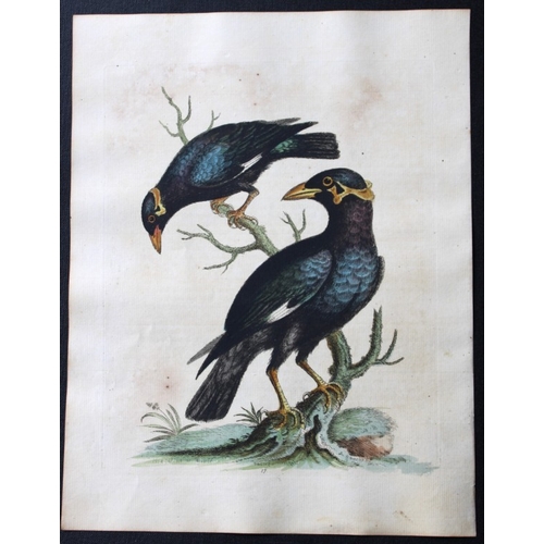 8115 - George Edwards - Engraving of Myna Bird 1743.

This beautiful engraving is from A History of Uncommo... 