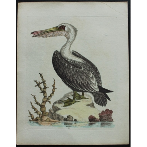 8116 - George Edwards - Engraving of American Pelican 1747.

This beautiful engraving is from A History of ... 