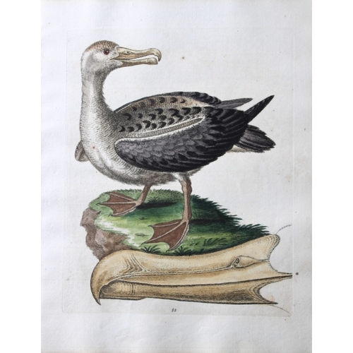 8117 - George Edwards - Engraving of Albatross 1747.

This beautiful engraving is from A History of Uncommo... 