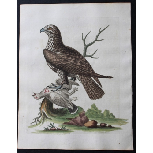 8120 - George Edwards - Engraving of Ash-coloured Buzzard 1747.

This beautiful engraving is from A History... 