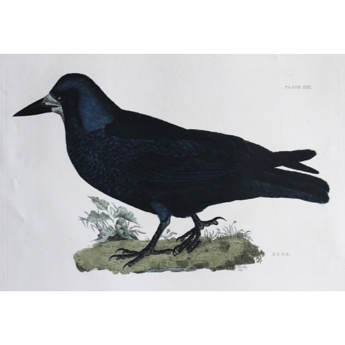 8121 - Prideaux J Selby - Rook 1821.

This rare copper plate engraving with hand-colouring is from the firs... 