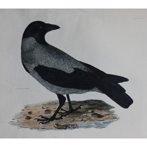 8122 - Prideaux J Selby - Rare engraving of Hooded Crow 1821.

This rare copper plate engraving with hand-c... 