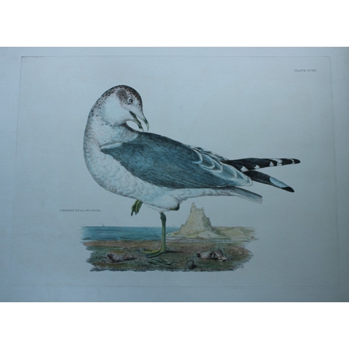 8125 - Prideaux J Selby - Rare engraving of Common Gull 1821.

This rare copper plate engraving with hand-c... 