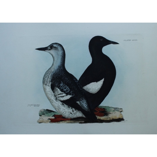 8128 - Prideaux J Selby - Rare engraving of Black Guillemot 1821.

This rare copper plate engraving with ha... 