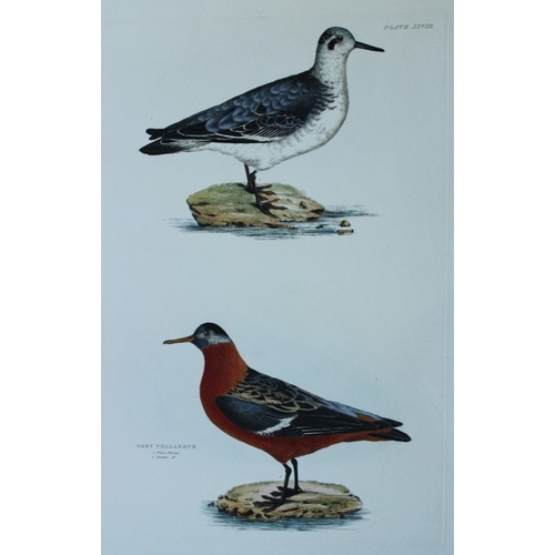 8130 - Prideaux J Selby - Rare engraving of Grey Phalarope 1821.

This rare copper plate engraving with han... 