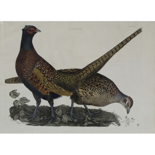 8131 - Prideaux J Selby - Rare engraving of Pheasants 1821.

This rare copper plate engraving with hand-col... 