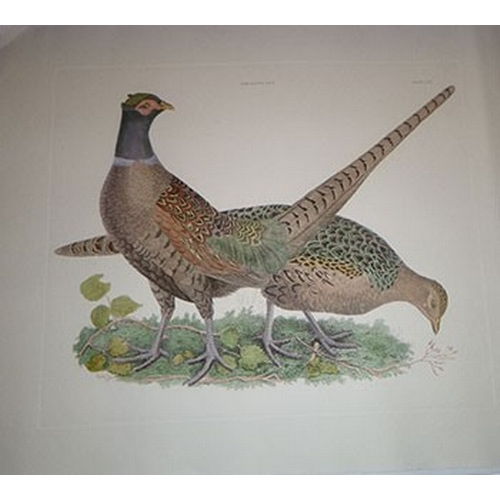 8131 - Prideaux J Selby - Rare engraving of Pheasants 1821.

This rare copper plate engraving with hand-col... 