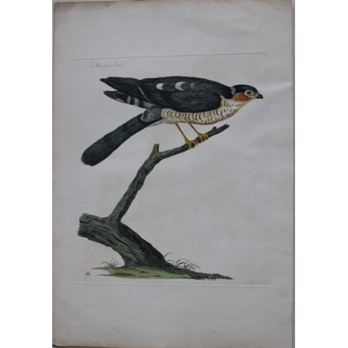 8134 - Peter Mazell after Paillou - Rare engraving of Sparrow Hawk  1766.

This rare hand coloured copperpl... 