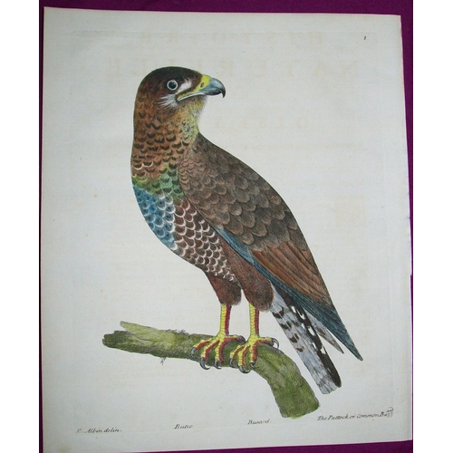 8135 - Eleazar Albin - Engraving of a Buzzard 1731.

This is an original engraving from The Natural History... 