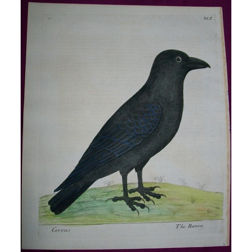 8137 - Eleazar Albin - Engraving of a Raven 1731.

This is an original engraving from The Natural History o... 