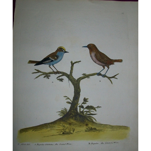 8139 - Eleazar Albin - Engraving of the Crested and Common Wrens 1731.

This is an original engraving from ... 